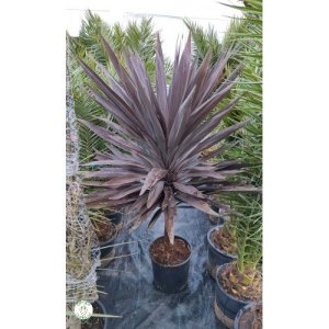 Cordyline ´PURPLE TOWER´ - veľkosť kmeňa 25-40cm, výška 140-160cm, kont. C18L (-12°C)